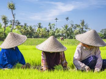 Three indonesians working in rice field
