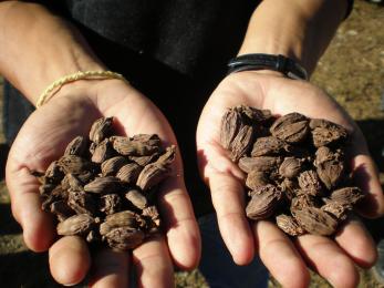 Hands holding cardamom pods