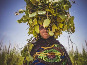 A woman in brightly colored clothing carries green cassia leaves in a bundle on her head in rural niger. there is a blue sky behind her.