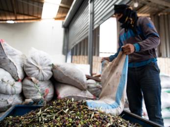 A person dumps olives onto a pile in a room filled with bags of olives. 