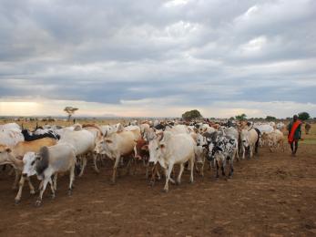 A herder walks with their cattle in uganda.