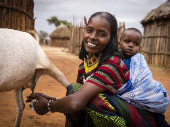 A person milks a goat while carrying an infant. 