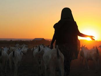 A person walking among livestock.