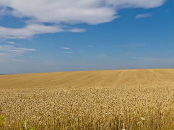 Wheat fields in ukraine.