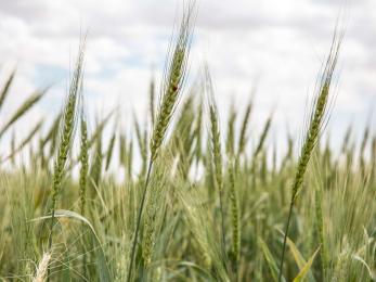 Wheat growing in a field outside al-hasakah.