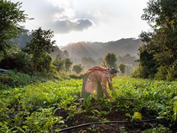 A person weeding the radish and potato crops in the field beside their home.