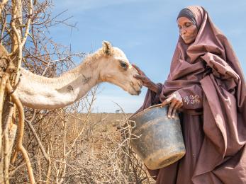 A person feeds the dregs of their morning tea leaves to their last surviving camel, after fleeing home due to the drought that is ravaging somalia.