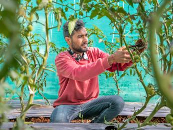 A person pruning tomato plants at a training center.