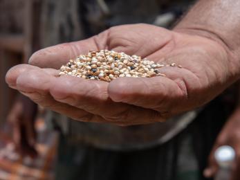 Dried grains in a person's hand.