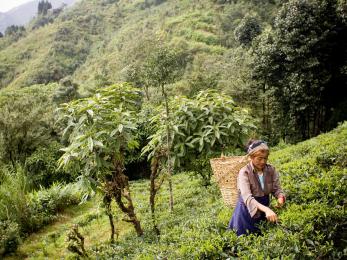 Woman farming