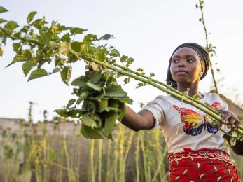 A person harvesting crops.