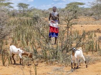 A goat herder, with two of his goats, in lkalkaloi, samburu kenya.