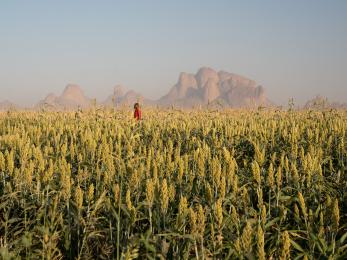 Sudanese farmer in in a field preparing for the late summer sorghum harvest