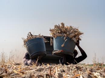 Bushels of sorghum being harvested in sudan.