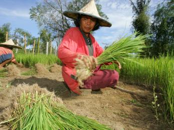 A farmer in indonesia