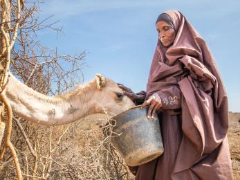 A person feeds the dregs of their morning tea leaves to their last surviving camel, after fleeing home due to the drought that is ravaging somalia.