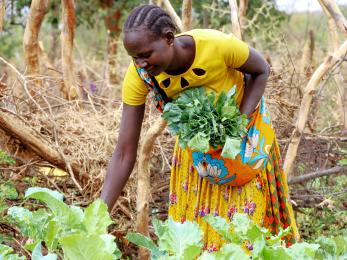 A person harvesting vegetables.