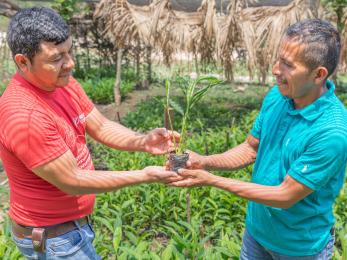 A cardamom farmer in guatemala, (right) and mercy corps technical specialist (left) hold a cardamom seedling at a cardamom nursery in alta verapaz, rocjá puribal.